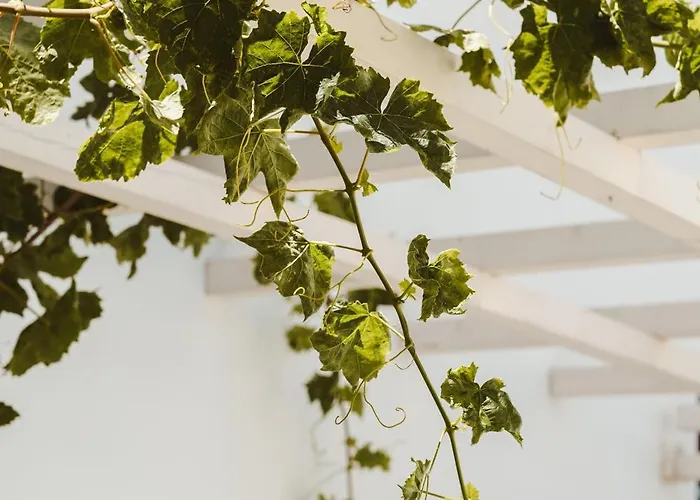 Naxos Joya * Naxos City